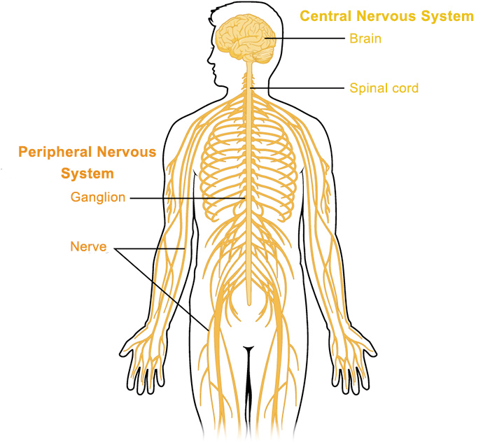 Applied anatomy and Physiology of the nervous system