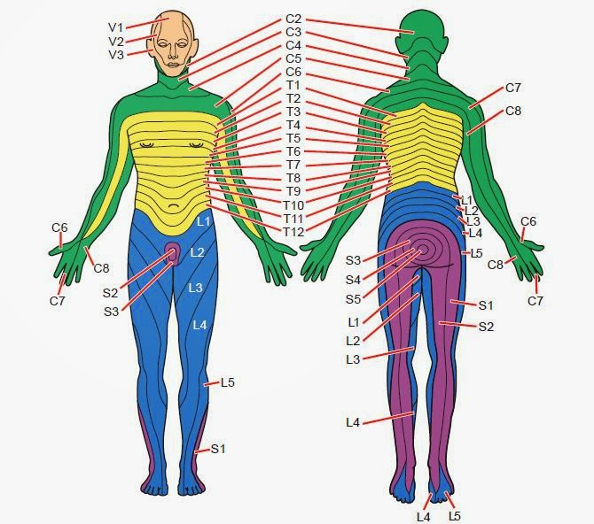Applied Anatomy And Physiology Of The Nervous System Nurses Revision