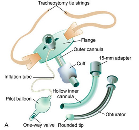 Types of Tracheostomy tubes anatomy