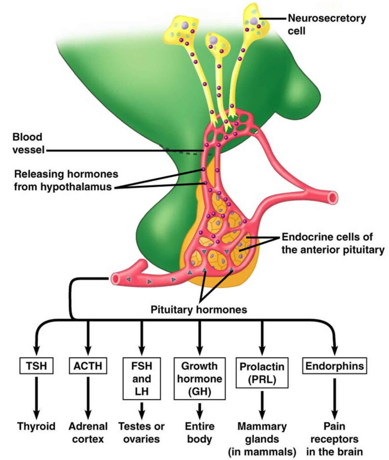 Endocrine System - Nurses Revision