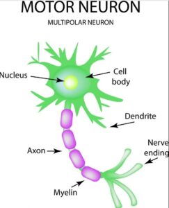 applied motor neuron