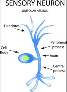 applied sensory neuron