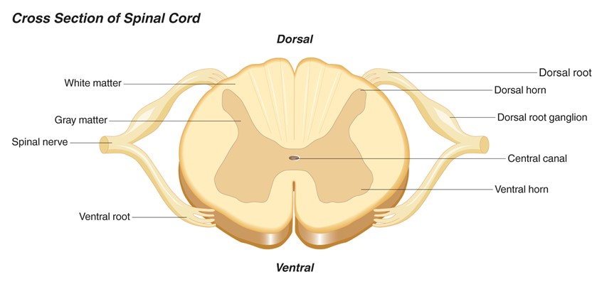 cross section of the spinal cord