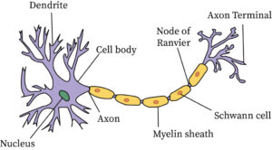 applied neuron structure