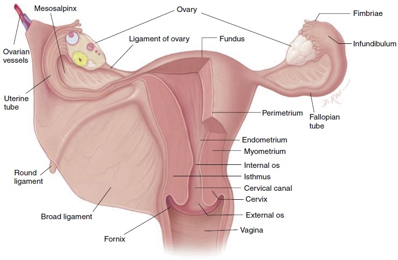 walls of the uterus