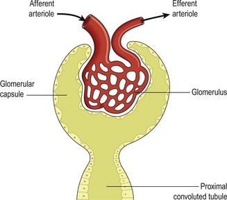anatomy glomerulus