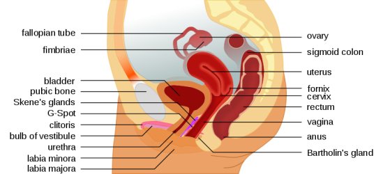 anatomy female urinary system