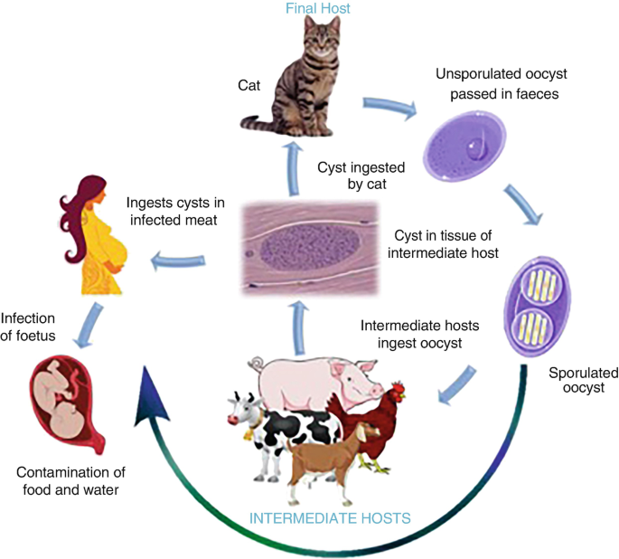 Congenital toxoplasmosis lifecycle