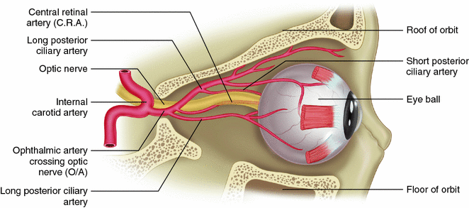 blood and nerve supply of the eye