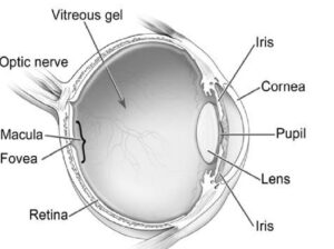 Eye Anatomy and Physiology - Nurses Revision