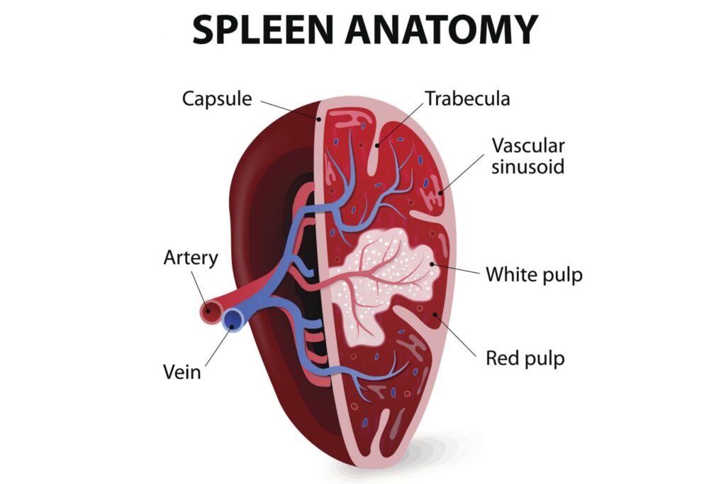 spleen anatomy lymphatic system