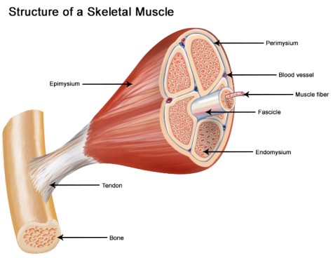 Anatomy skeletal muscle.