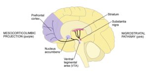 Antipsychotics - Nurses Revision