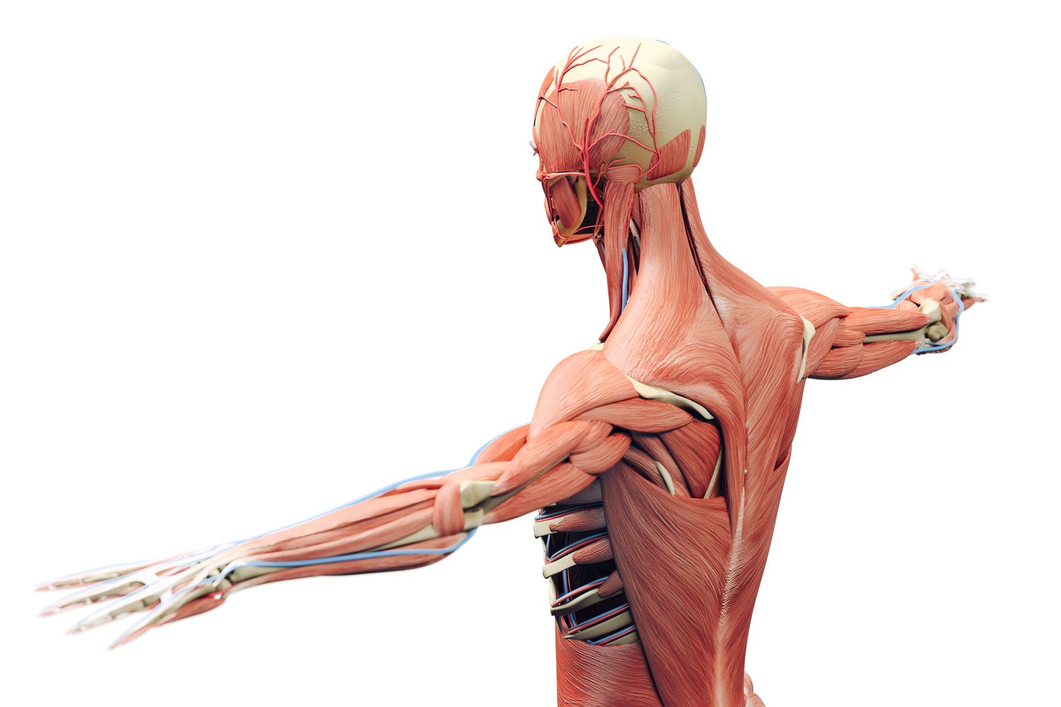 Anatomy and Physiology of the Musculo-skeletal System