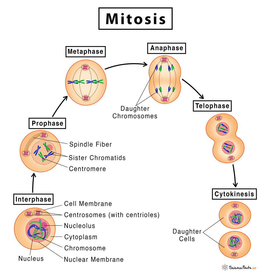 MITOSIS