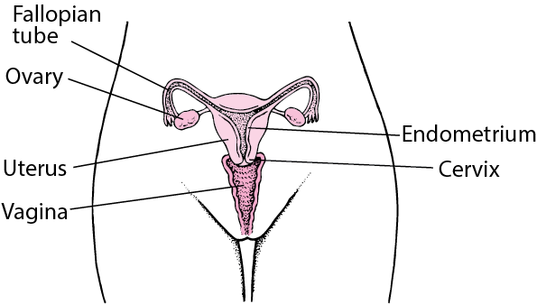 internal genitalia