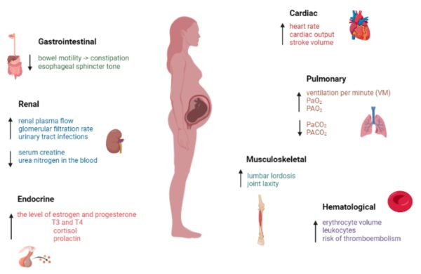 PHYSIOLOGY OF PREGNANCY - Nurses Revision
