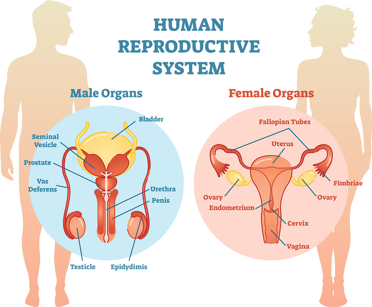 reproductive system