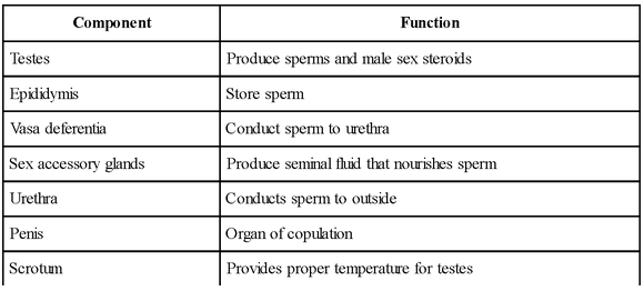 Male Reproductive System Nurses Revision