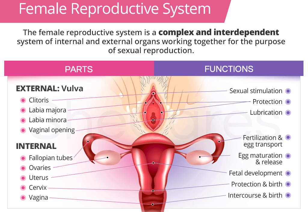 Internal and External Female Reproductive Organs