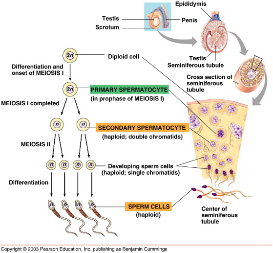 spermatogenesis