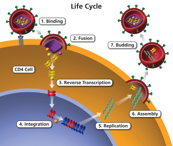 Life-Cycle-of HIV (1)