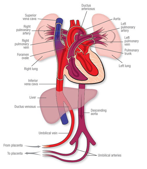 Fetal Circulation midwives revision