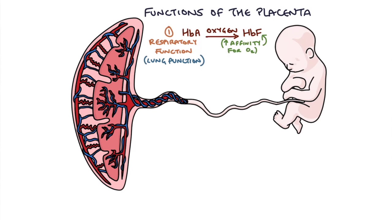 Placenta at Term