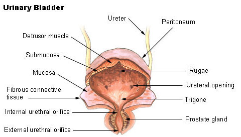 Urinary bladder anatomy showing the detrusor muscle, mucosa, trigone and ureteric openings