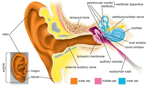 ear anatomy