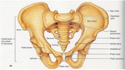 female pelvis midwives revision