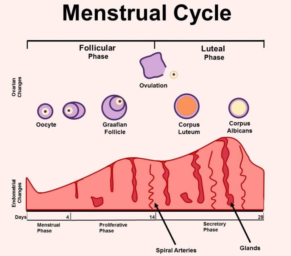 menstrual cycle miwives revision (1)