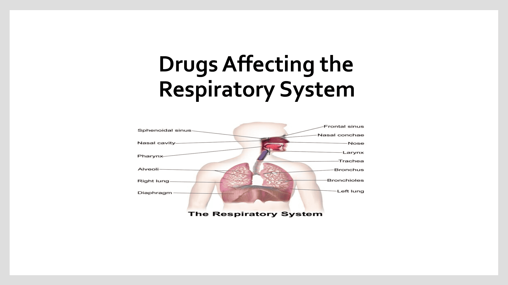 Drugs Acting on the Respiratory System