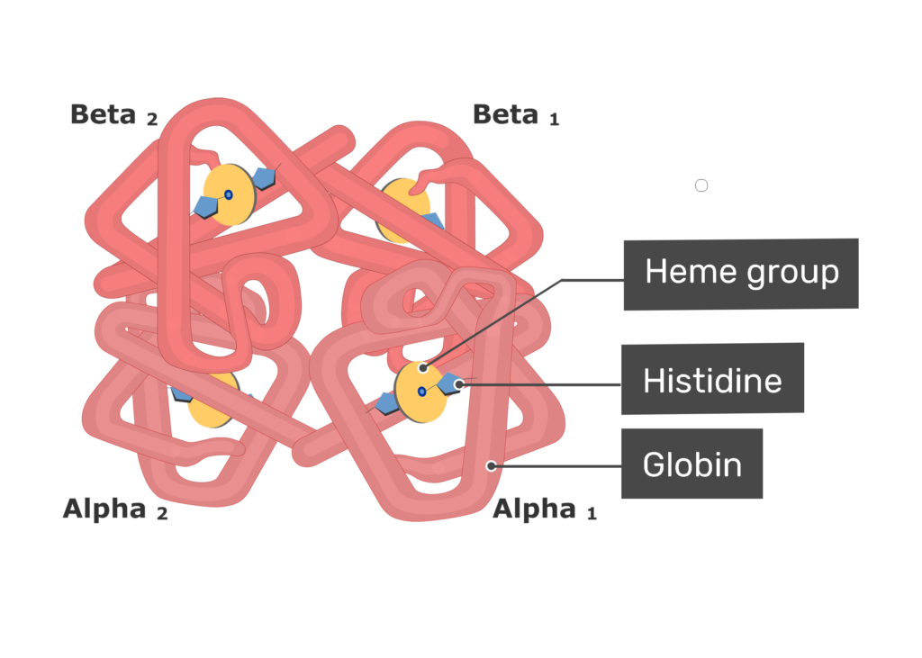 Blood haemoglobin molecule diagram