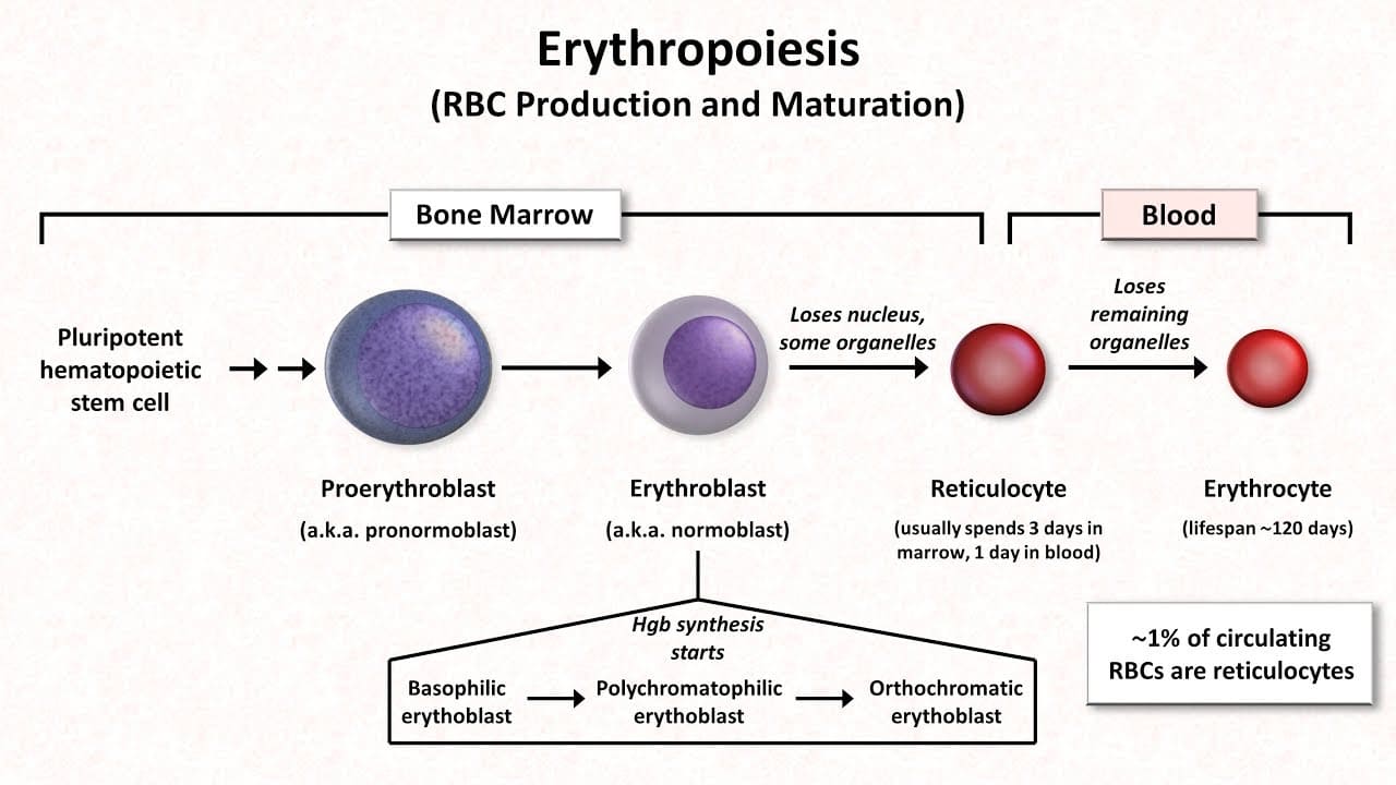 Maturation of red blood cell diagram