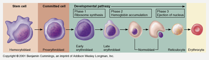 Stages in the development of blood cells diagram