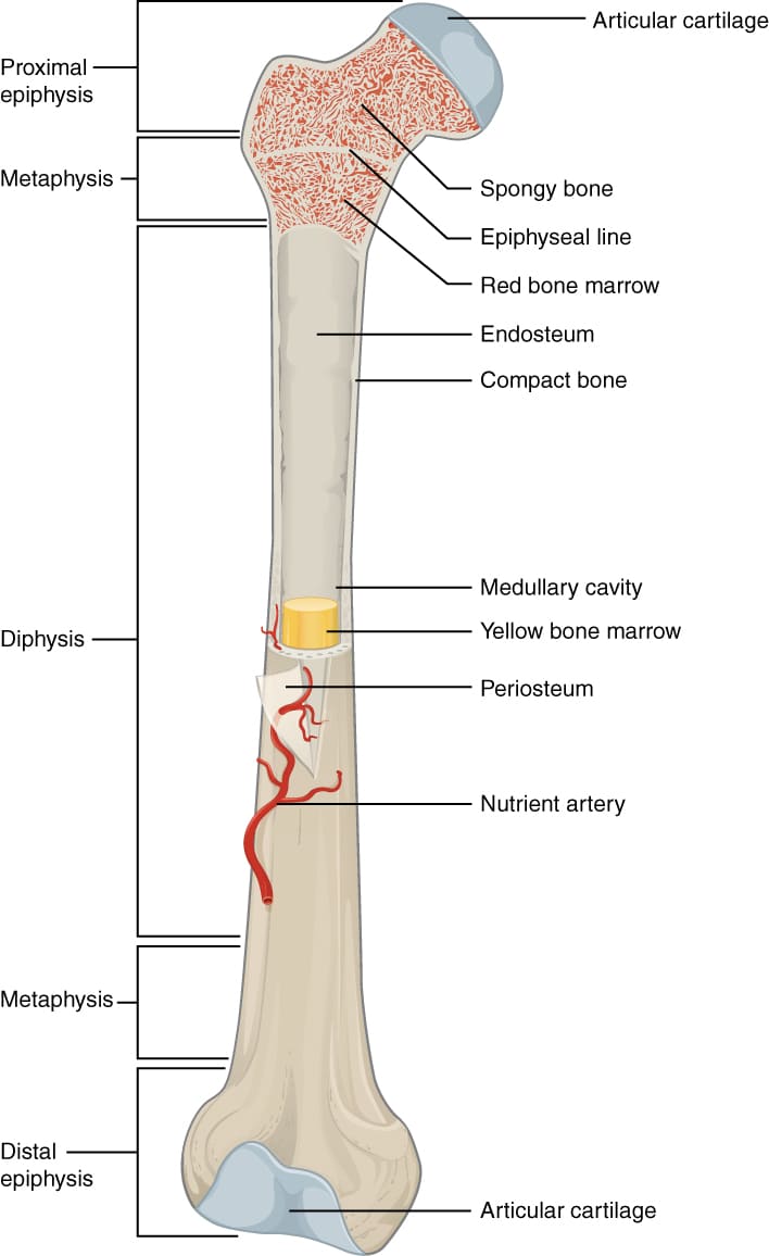 Skeletal System Nurses Revision Skeletal System Nurses Revision