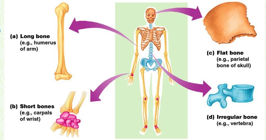 Skeletal System Nurses Revision