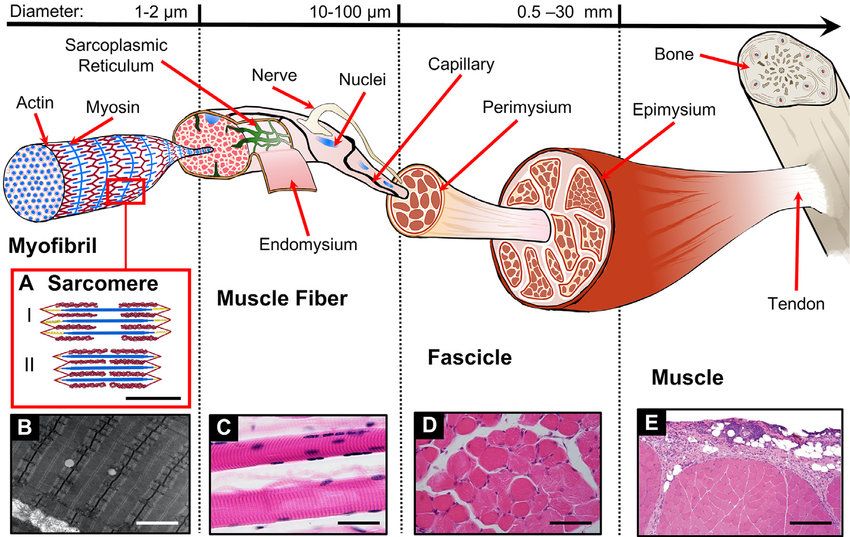 Muscular System BNS Nurses Revision Muscular System BNS Nurses Revision