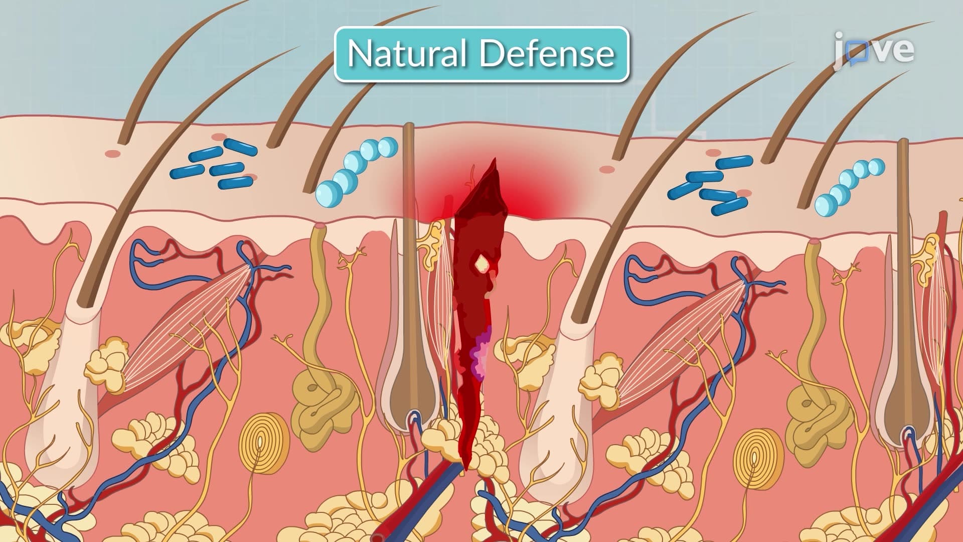 Natural Body Defence Mechanism