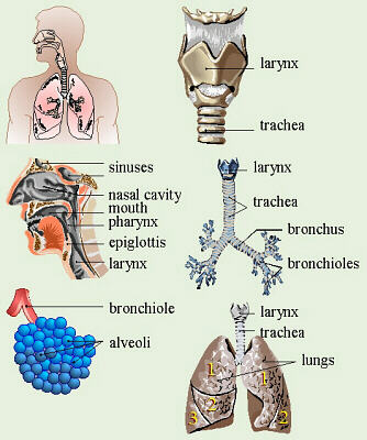 The Respiratory System