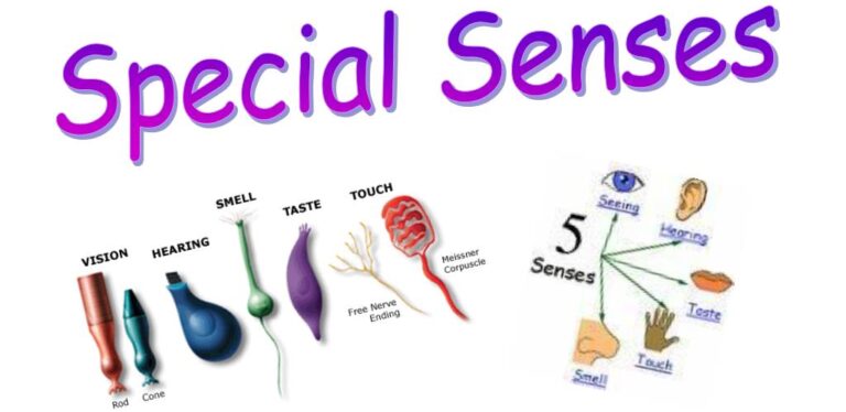 organs of special senses uhpab