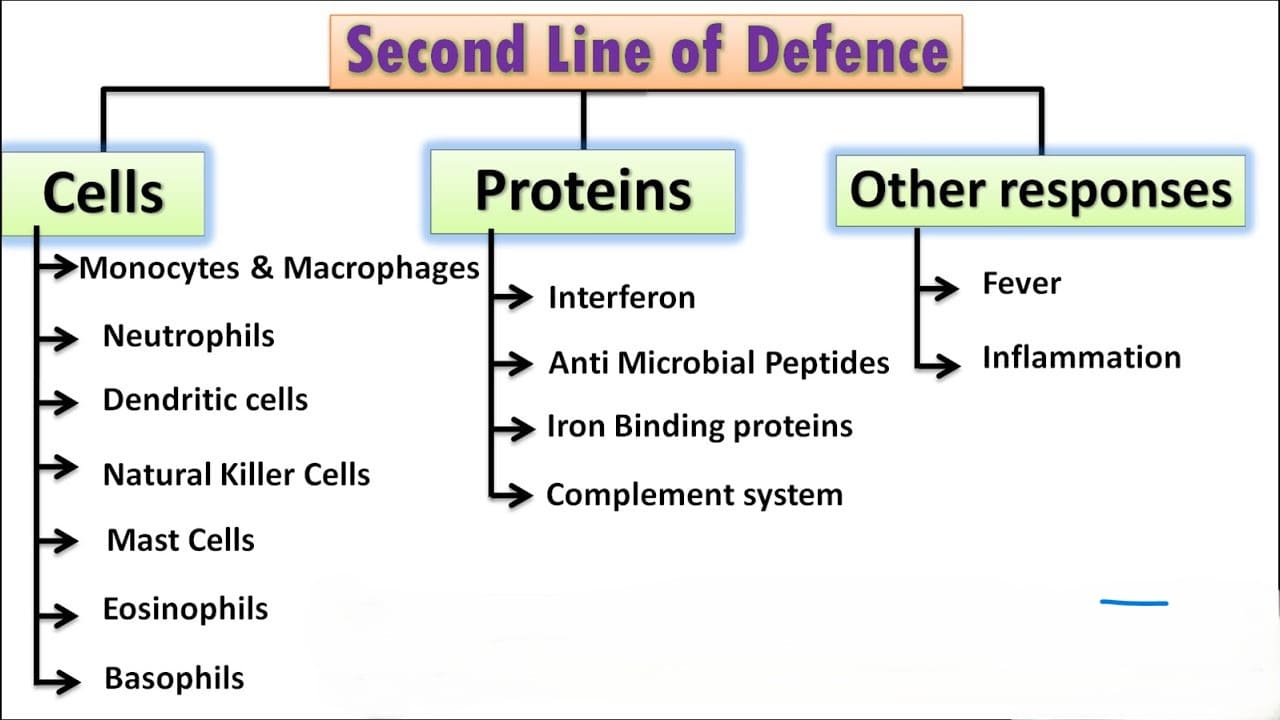 A diagram showing the process of inflammation: vasodilation, increased permeability leading to swelling, and the migration of phagocytes (chemotaxis) to the site of injury.