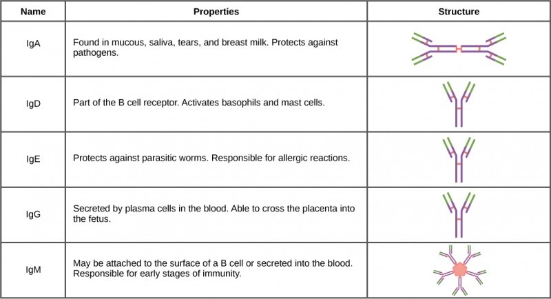 A diagram showing the basic Y-shaped structure of an antibody molecule, alongside illustrations of the five different classes (IgG, IgA, IgM, IgD, IgE).