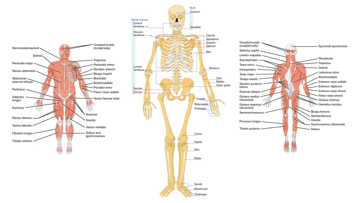 Introduction to Musculoskeletal System Anatomy