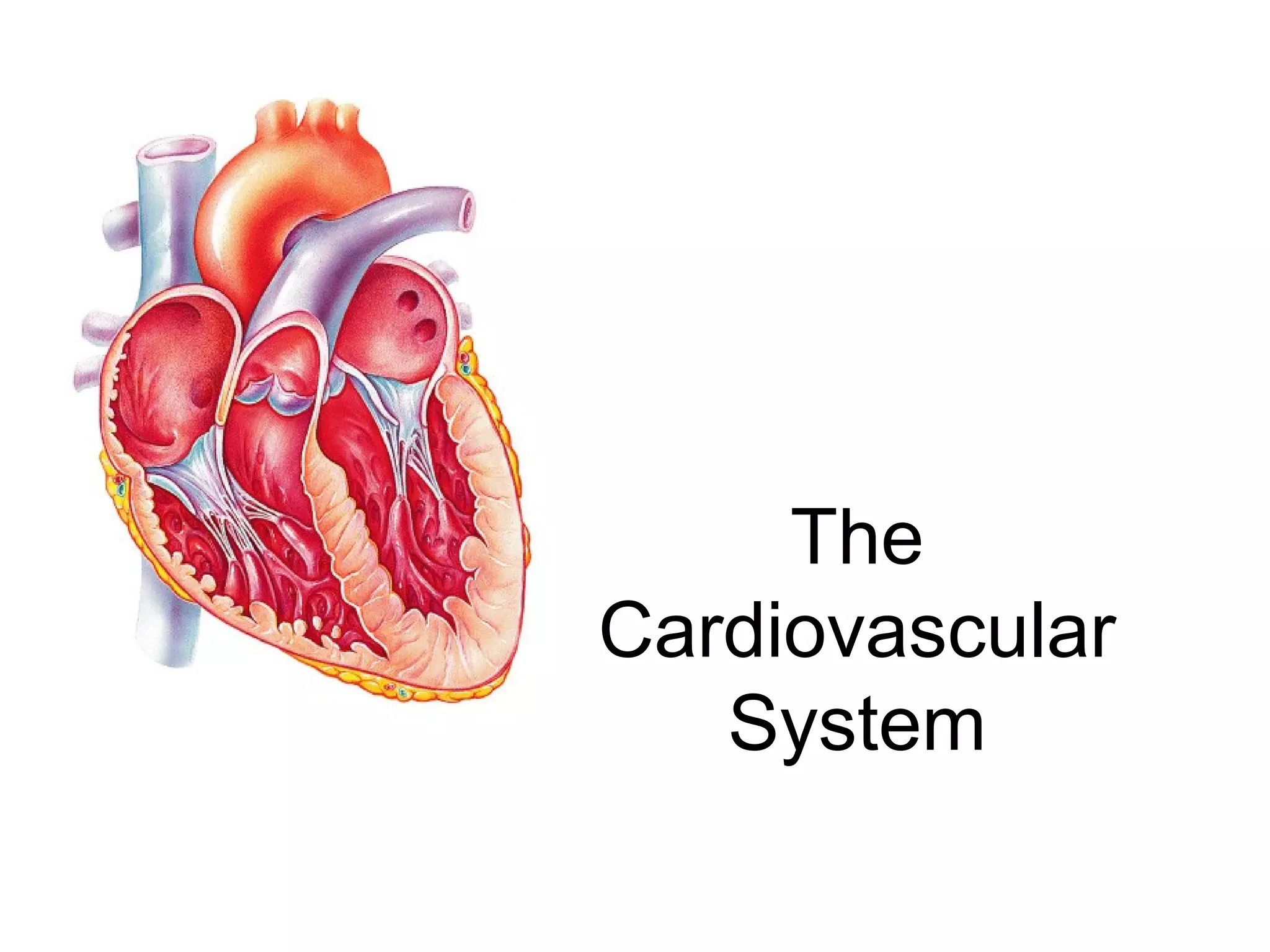 Cardiovascular System Anatomy