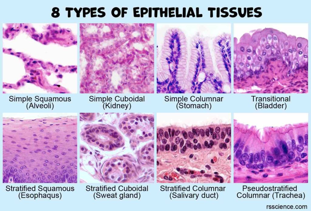 epithelium-classification-types