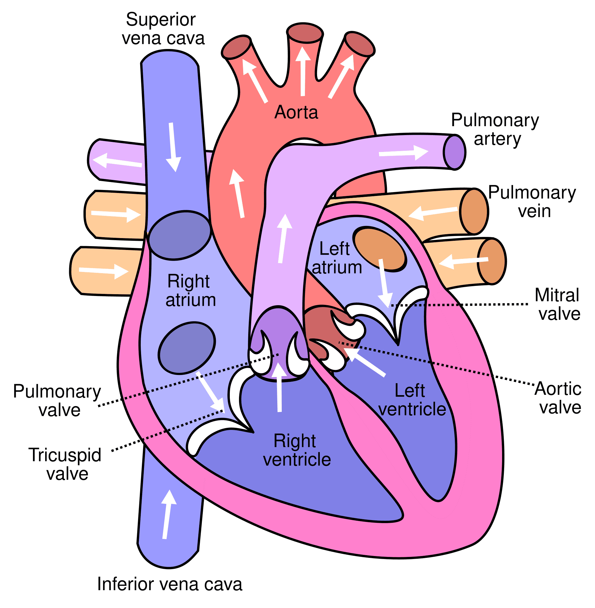 Heart & Great Vessels