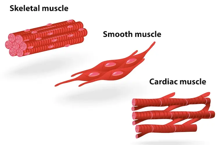 muscle tissue