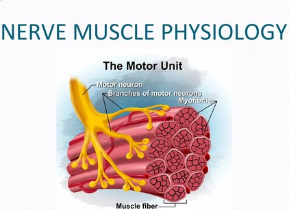 Nerve and Muscle Physiology